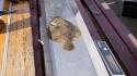 dsc00959_1.jpg