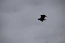 DSC_0170.JPG